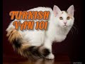 Turkish Van 101 | Everything You Need To Know の動画、YouTube動画。