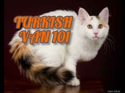 Video: Turkin Van