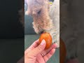 #wirefoxterrier #foxterrier #eastereggs #bavariagermany #doglife