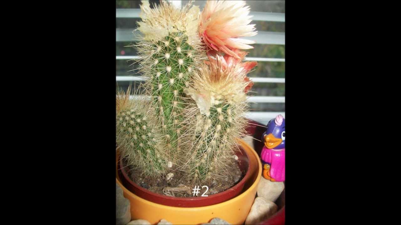 My cactus collection need names. 