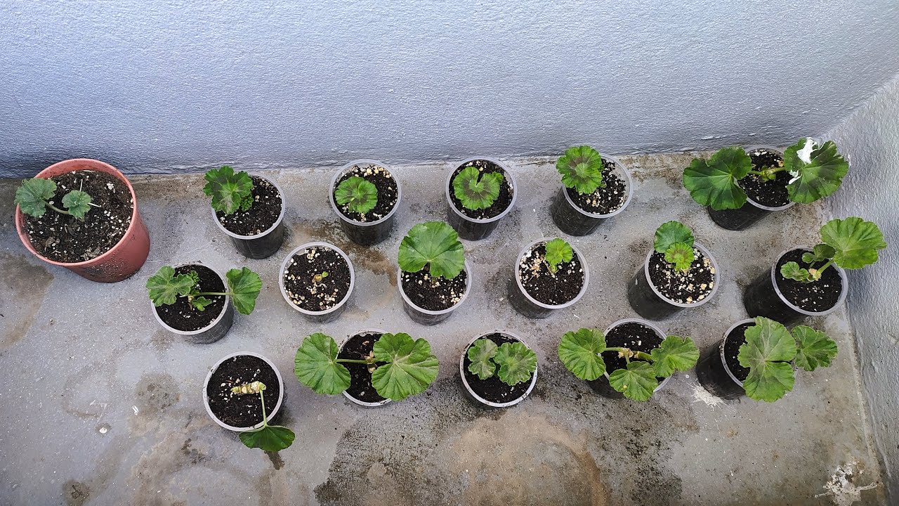 Correct Way to Grow Geraniums From Cuttings