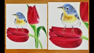 Bird and Flower Drawing in Color Pencils | Cute Bird Drawing | Tulip Flower Drawing screenshot 1