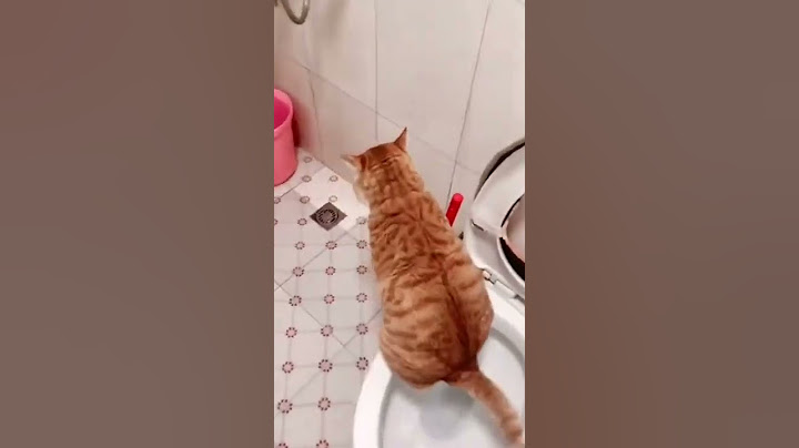 IM ADDICTED TO KUCING BAB DI TOILET 😹😂