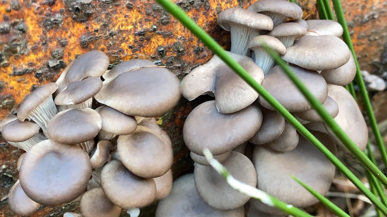 มีแต่ช่อสวยๆๆ#รุ่นนี้อ่อนกำกิน# เห็ดนางรมหน้าหนาว oyster mushrooms.28/11/21.