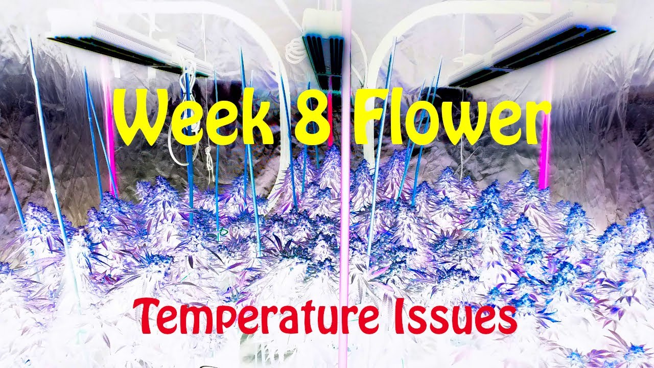 Week 8 of flower for Girl Scout Cookies and Black Domina under Viparspectra P2500's