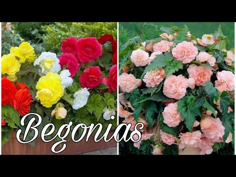 Video: Flores De Interior En Flor (44 Fotos): Púrpura Y Rosa, Begonia En Flor, Lila, Plantas Con Flores Decorativas Azules Y Blancas