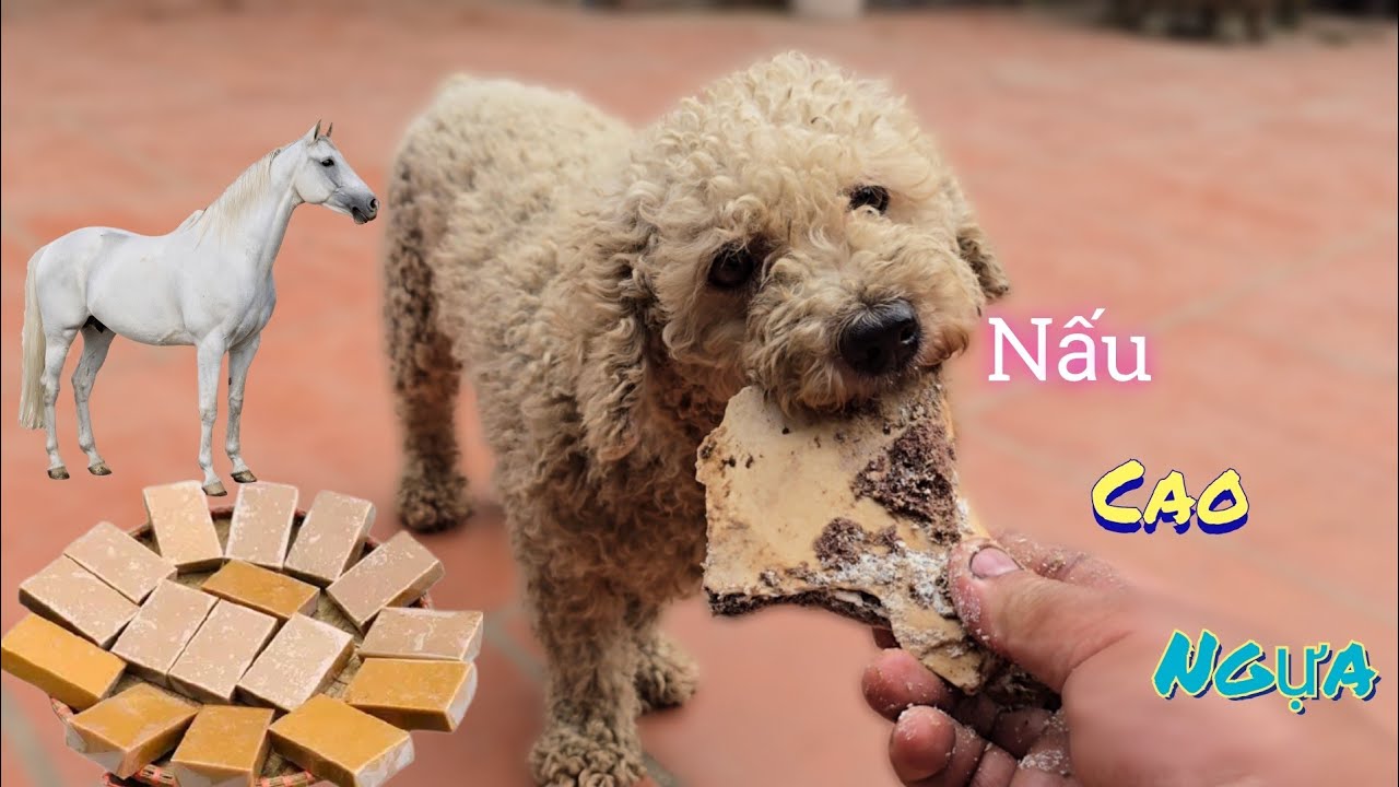 Nấu Cao Ngựa Tại Nhà Và Đón Thêm Ổ Gà Con Mới Nở  /Nhân Bé Nhỏ 