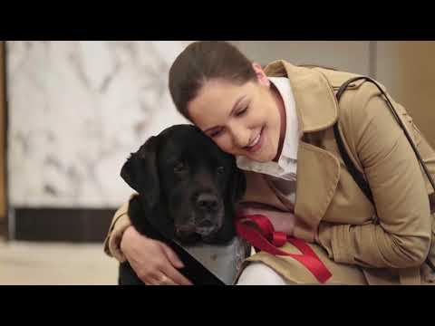 Our Furry Friends - It's A Dog Life