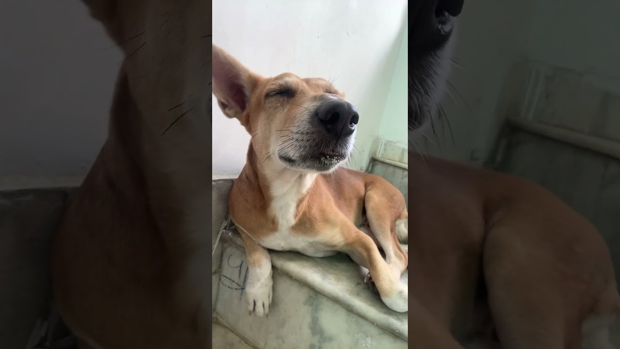 HANDSOME HUNK URF MR. PAU 🐶#animallovers #pets #animalrescue