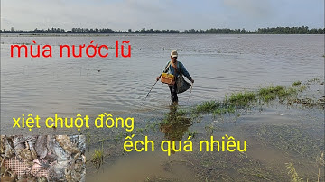 xiệt chuột đồng mùa nước lũ quá nhiều chuột ếch bự quá hay.cuộc sống miền tây