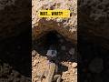 Tiny Lizard POV Inside a Secret Underground World 🦎 | Real Micro Camera Footage #shorts