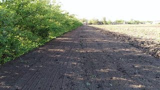 Моя вторая плантация роз! Шиповник на семена! Моя вторая плантация роз! Шиповник на семена!