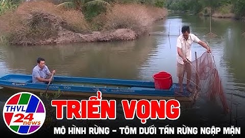 Triển vọng mô hình rừng – tôm dưới tán rừng ngập mặn