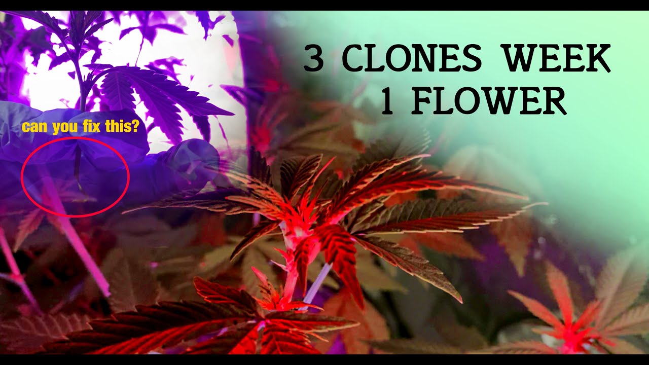 Indoor Grow Clones Week 1 of Flower | Cannabis Clones