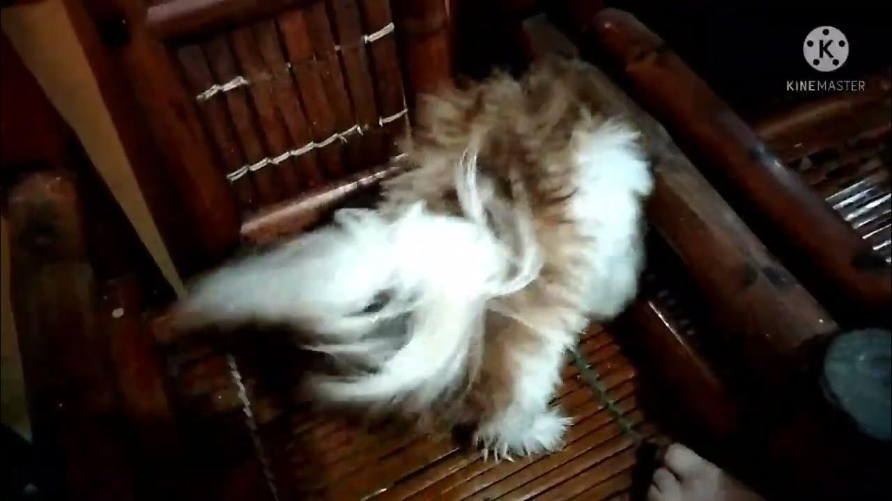 How To Dry Shih Tzu Hair🐶🐶🐶 Stuntmen TV ️ ️👊👊 YouTube