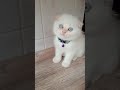 Bir Bakışta aşık Olacaksın!💙 #scottishfold #shorts #cat #kedi #keşfet #komedi #viral #kedivideoları