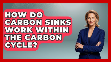 How Do Carbon Sinks Work Within The Carbon Cycle? - Explaining Ecology