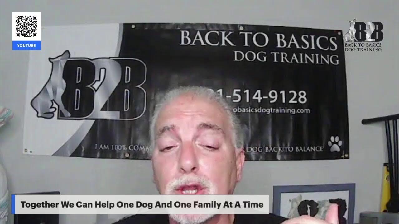 FREE Dog Training With Back To Basics Dog Training YouTube