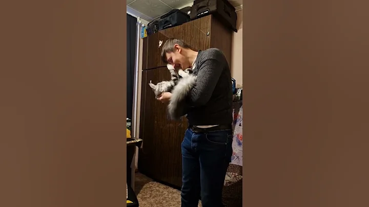 Watch the video about Love is... #Teo_Kun #mainecoon #cat #kitty #funny #funnyvideos #funnycat #lovecat