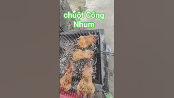 Chuột Cống Nhum