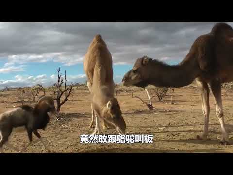 搞笑配音| 好斗公山羊向骆驼挑战，却被骆驼狠狠咬了一口，自找麻烦