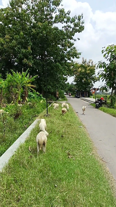 Cara Ngopeni Wedus