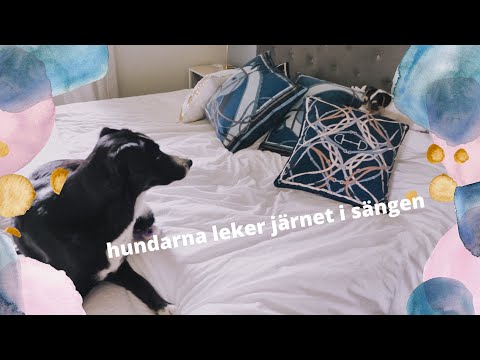 Video: Husdjur Och Nyfödda: Myter Du Inte Borde Tro