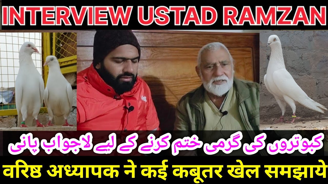Ustad Razman Namwar Ustad Interview Ustad Ramzan full information 🕊️🥰 || kabutar ...