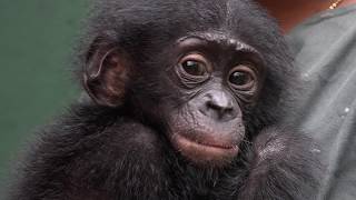 The arrival of Balangala, a bonobo orphan, to the rehabilitation center Lola ya Bonobo.