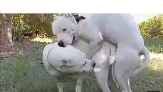 People At The Park Wouldn't Let TheirDogs Play With This Pittie | The Dodo