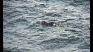 OFFSHORE ROCKDUMPING:  ' Jan Steen's Got Talent  ' Far East Russia