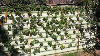 Вертикальная грядка для земляники. Посадка земляники.(Vertical garden bed for strawberries. Vertikale beet für die Erdbeeren. Verticale de la plantation de fraises. الرأسي في زراعة الفراولة Vertikálne výsadbu jahody...., 2015-09-30T13:16:16.000Z)