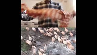 Oğlum İstanbula Gitti Ben Kiminle Yaylaya Gidecem