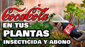 ¿Es buena la Coca-Cola para las plantas?