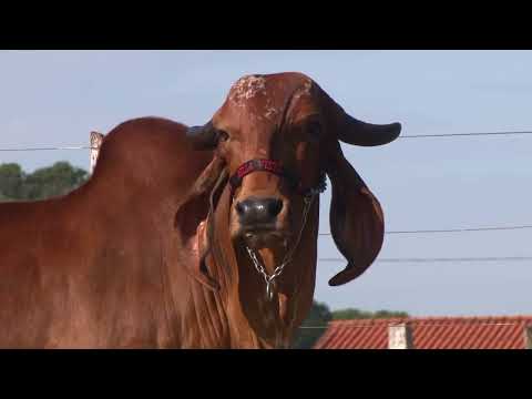 LOTE 10  EDIÇÃO ESPECIAL GIR LEITEIRO   ESTÂNCIA BELA VISTA   CAL 12519