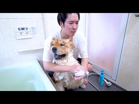 チャウチャウ犬を洗う