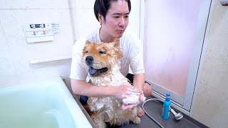 大変すぎるチャウチャウ犬のシャンプー