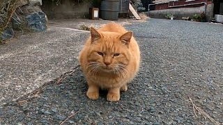 猫の集会に参加して「今から神社行くけど付いてくる人(猫)いる?」猫「行くニャン！」