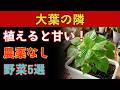 [必見]大葉を隣に植えるだけで夏野菜が変わる農薬なしで収穫も味も上がる5つの黄金コンビ