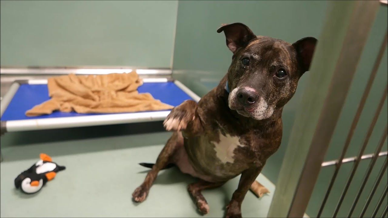 Empress - A1116577 - Brooklyn ACC camera iphone 8 plus apk