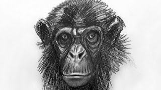 Comment Dessiner Un Singe Realiste Youtube Comment Dessiner Un Singe Realiste Youtube