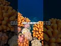 Currents of Care A Coral Reef AI Expedition