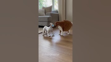 Cat vs Robot Dog?! 😼🤖🐶