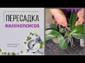 Пересадка фаленопсисов | Какой грунт подобрать | Как размножаются фаленопсисы