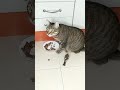 Воробей пытается  доказать коту свою правоту