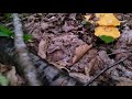 Finding a few Chanterelle mushrooms while walking the dogs
