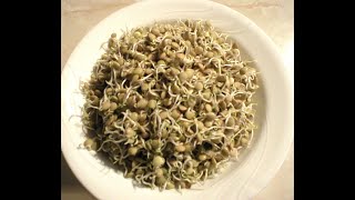 Lentils 101 - How to Sprout Lentils (Start to Harvest)