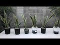 Sanseveiria Snake Plant: Best Propagation Method for Quick Beautiful Houseplants