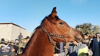 سوق النجف الاشرف البيع الخيول العربية الاصيلة يوم الجمعه (لاتنسى الاشتراك في القناة و تفعيل زر جرس)