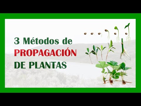 Video: Propagación de plantas de interior - Cómo propagar estolones en plantas de interior